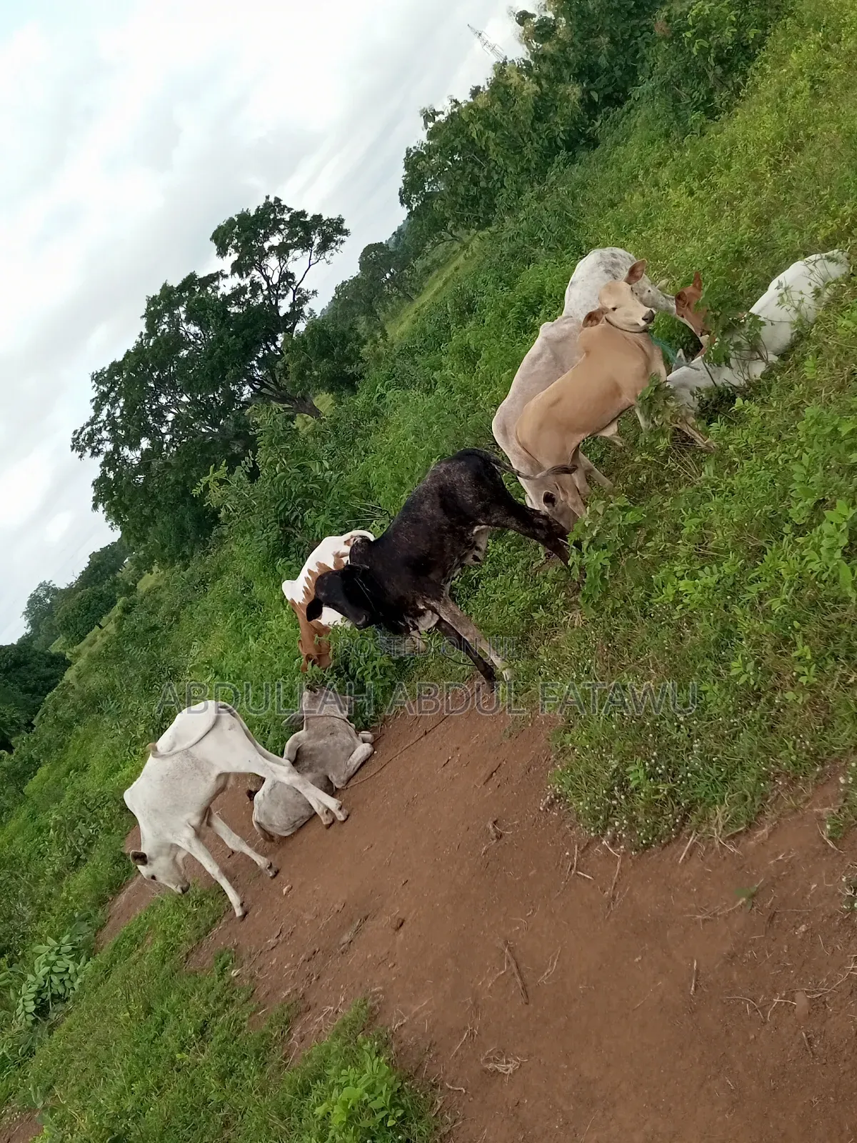 Cattle Seller Must Be Good