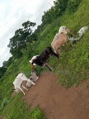 Cattle Seller Must Be Good