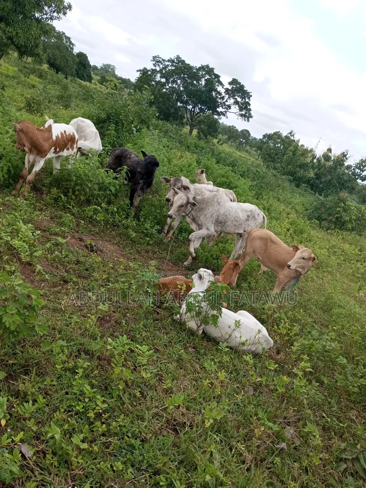 Cattle Seller Must Be Good