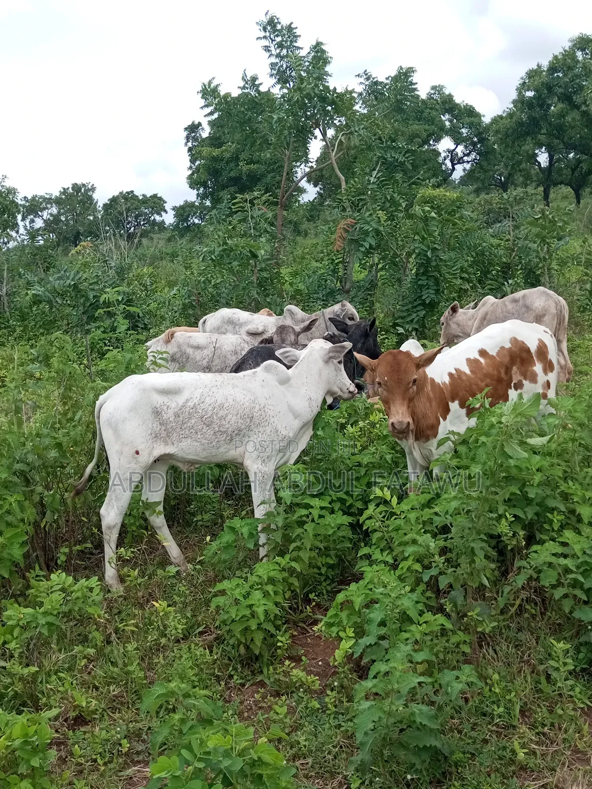 Cattle Seller Must Be Good
