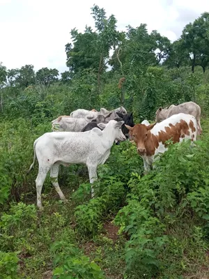 Cattle Seller Must Be Good