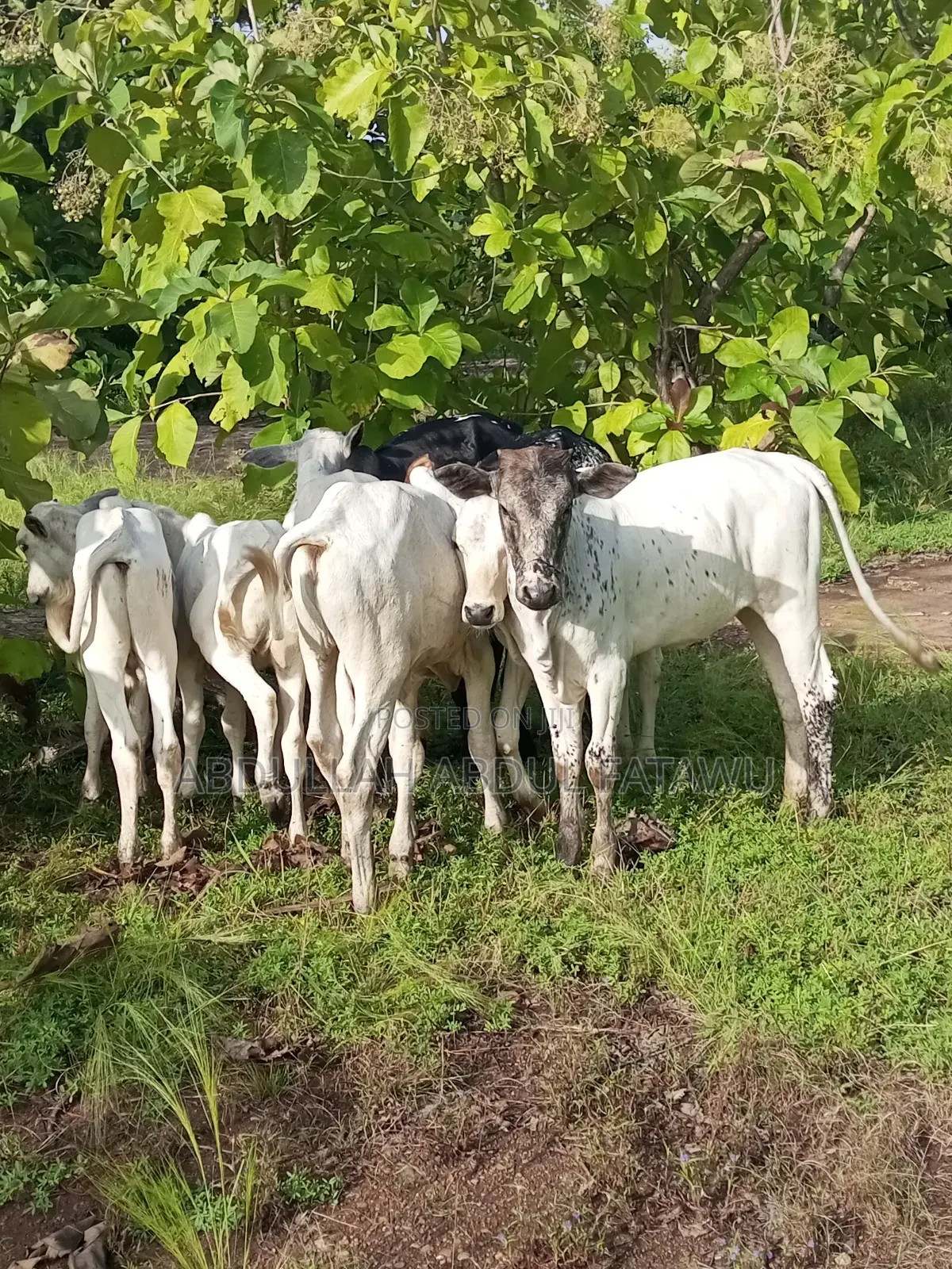 Cattle Seller Must Be Good
