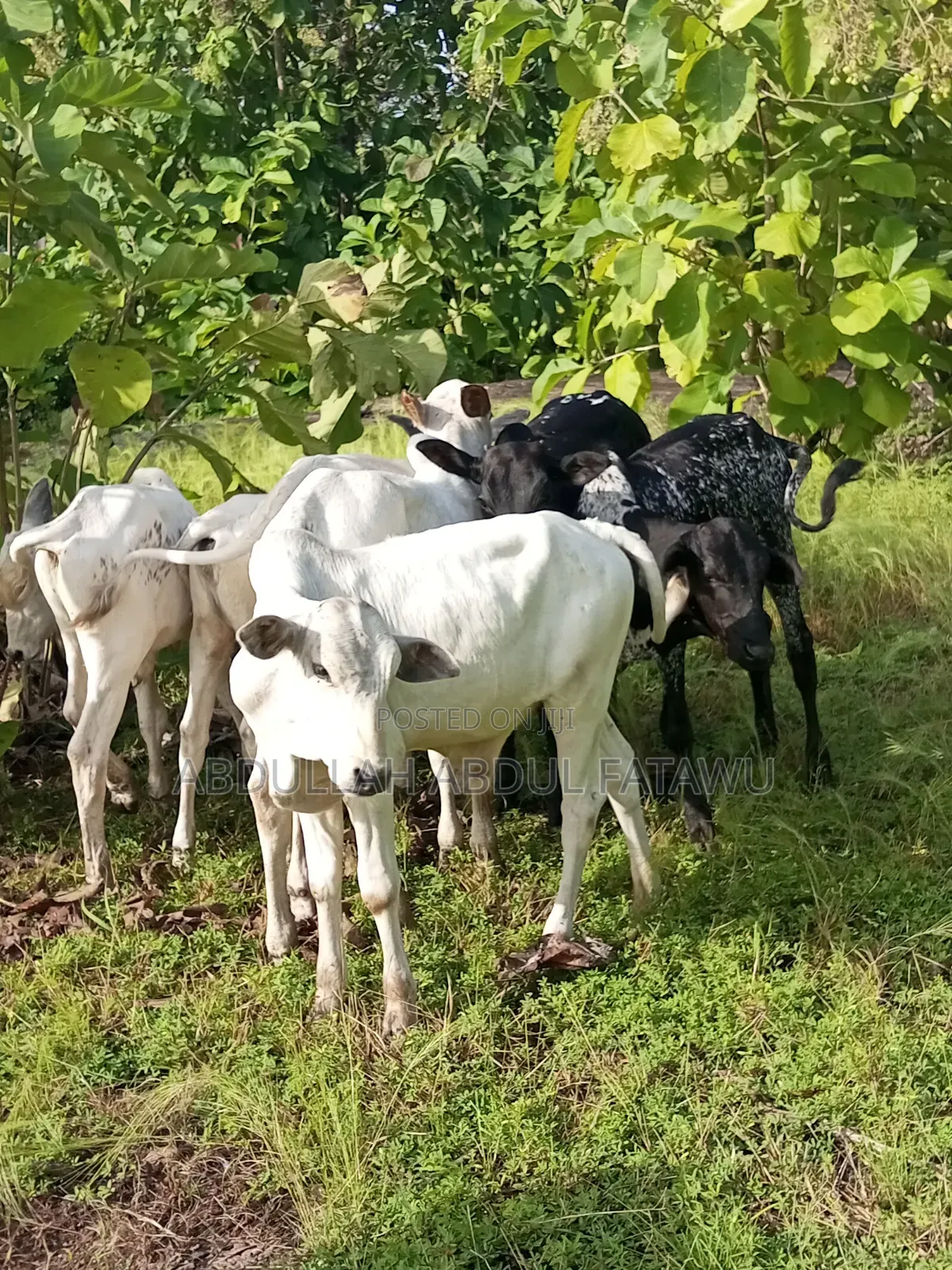 Cattle Seller Must Be Good