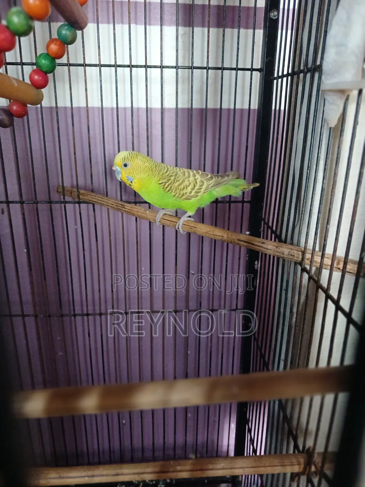 Budgie Bird