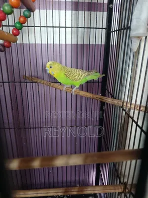 Budgie Bird