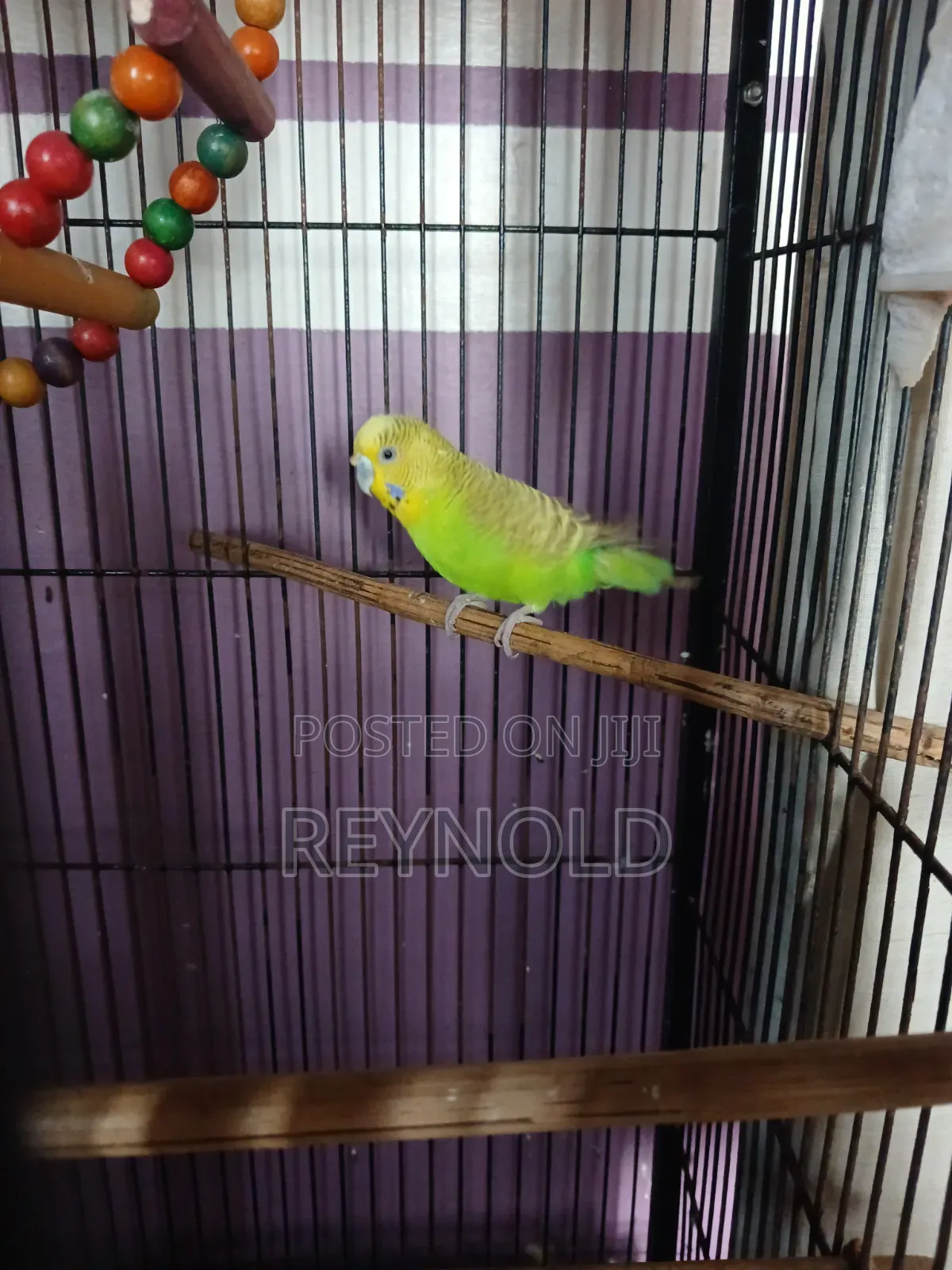 Budgie Bird