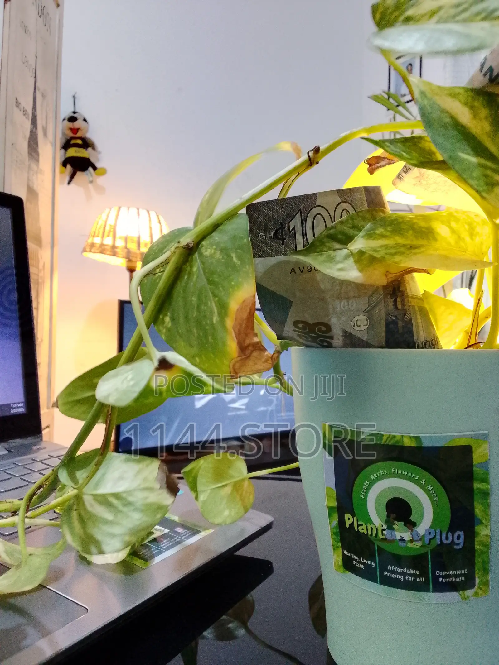 Money Plant