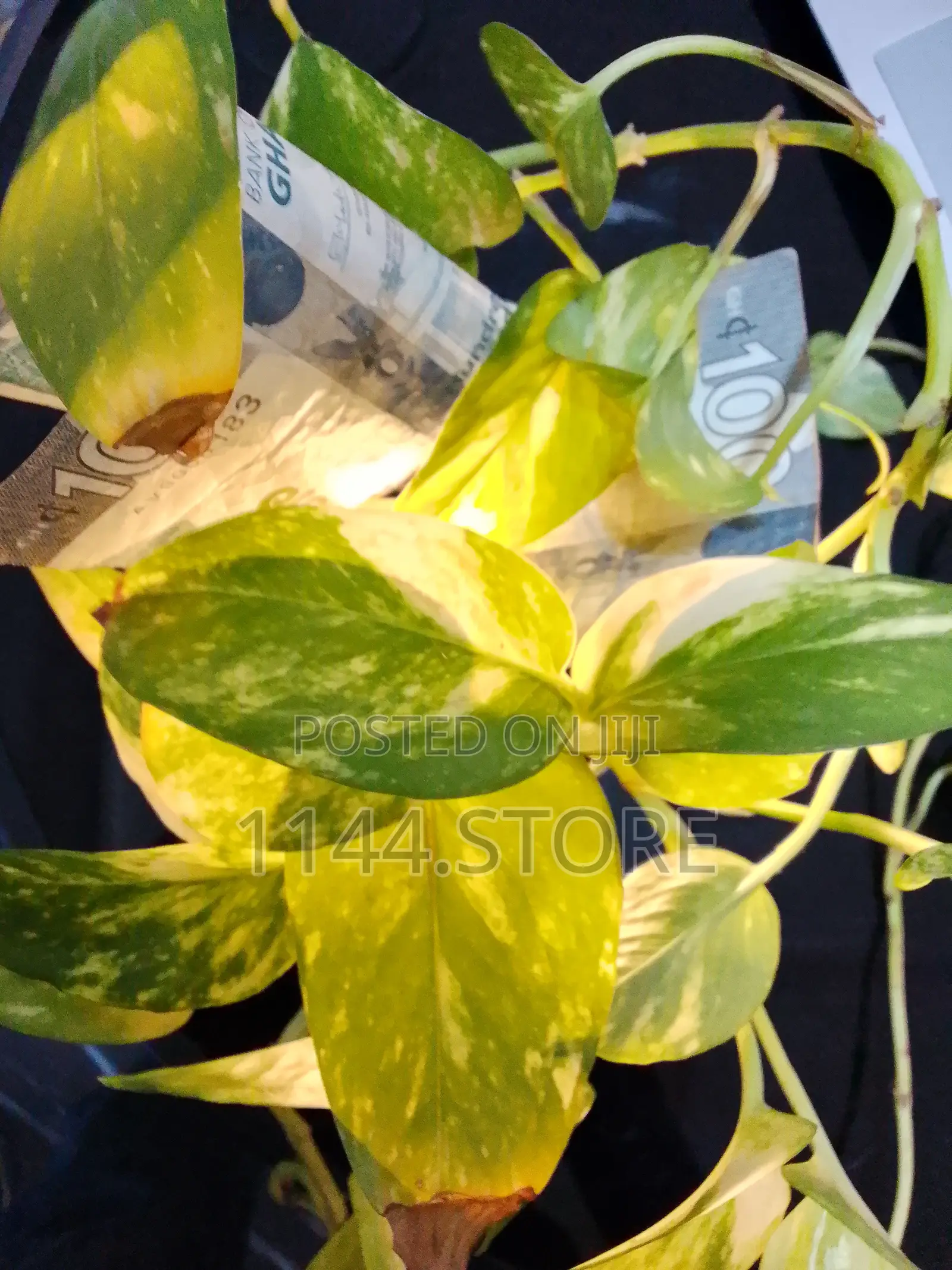 Money Plant
