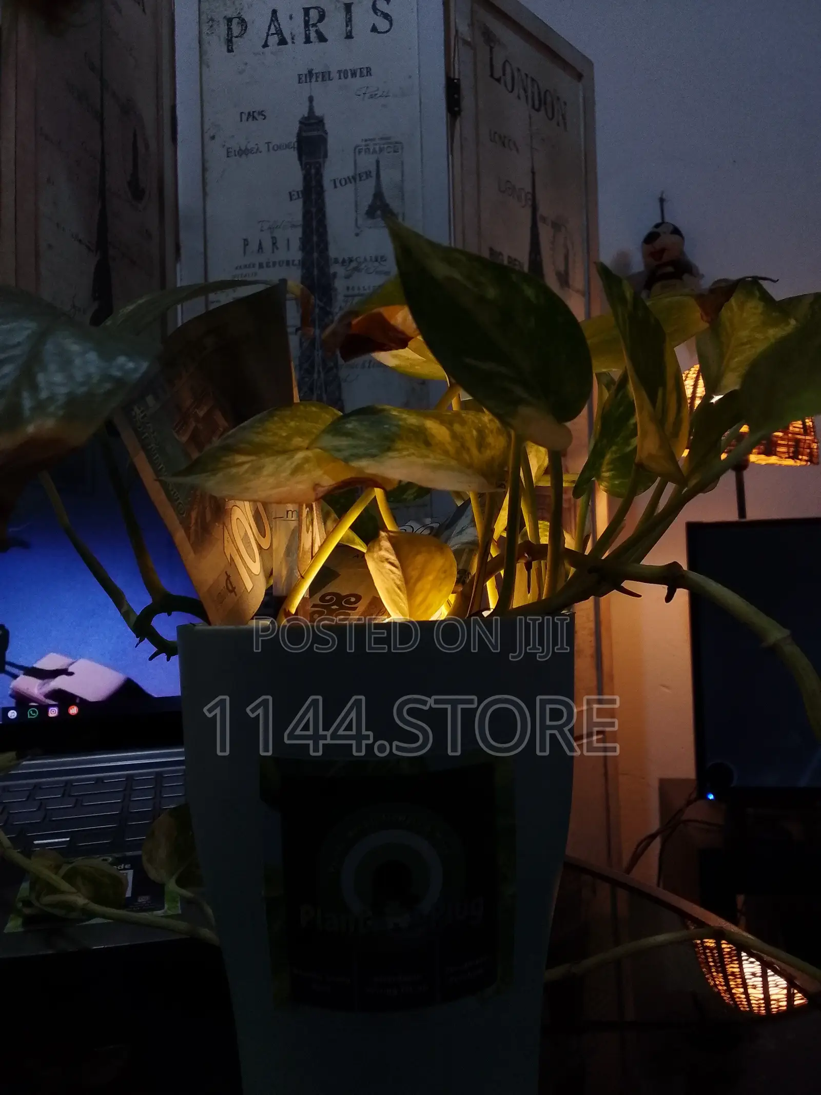 Money Plant