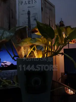 Money Plant