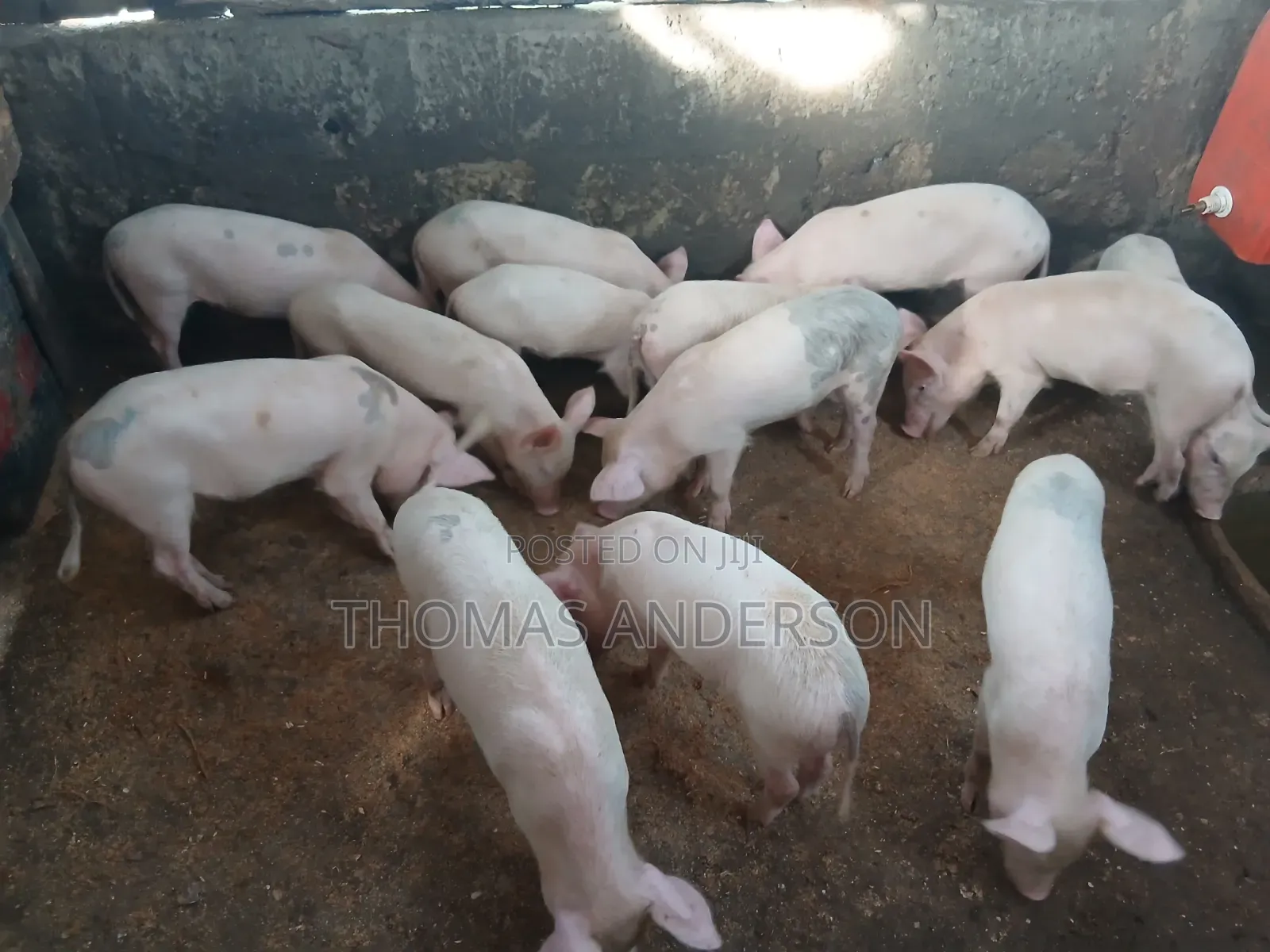 Pigs For Sale