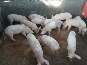 Pigs For Sale
