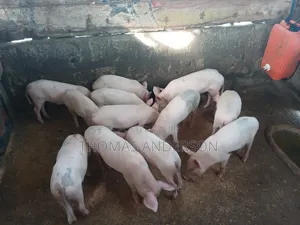 Pigs For Sale