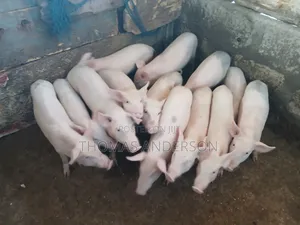 Pigs For Sale