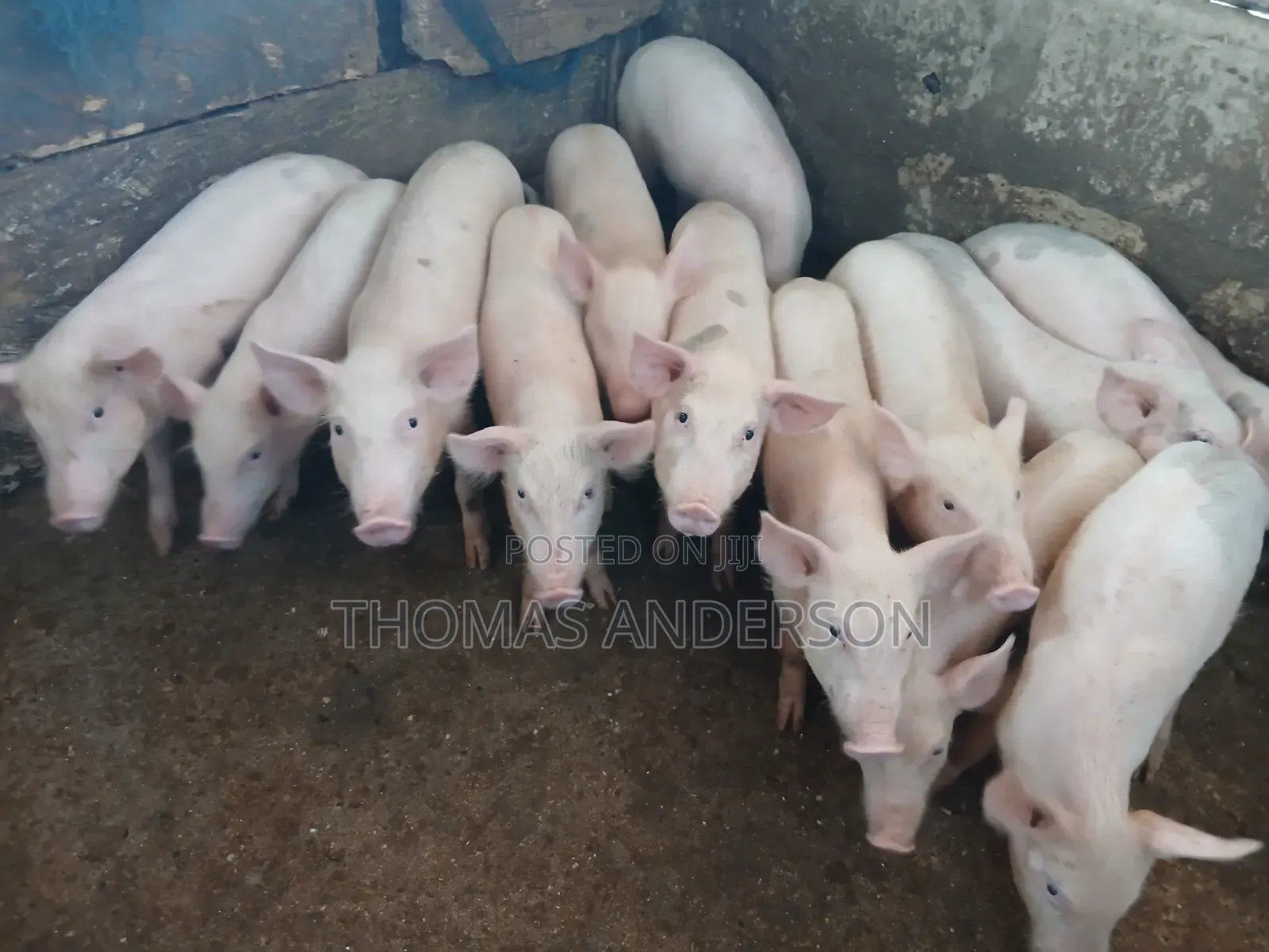 Pigs For Sale