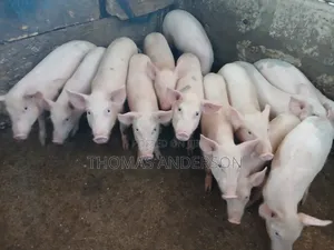 Pigs For Sale