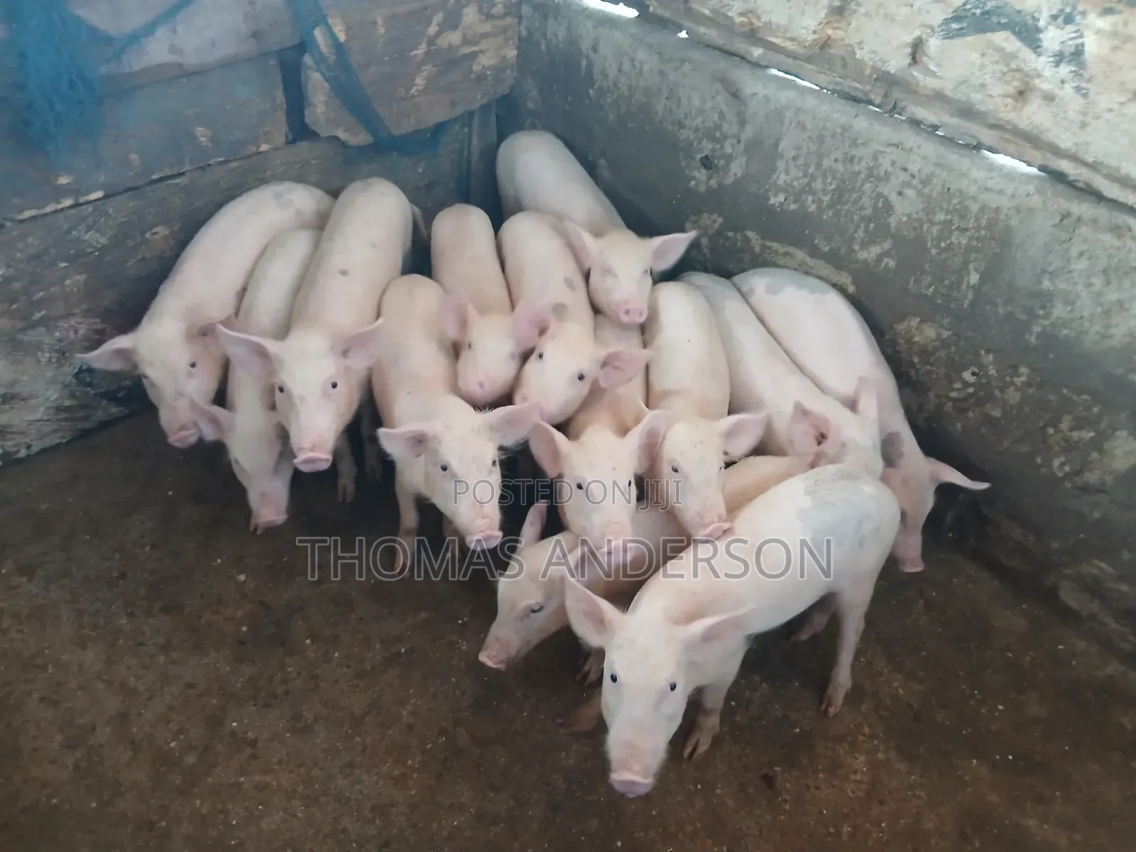 Pigs For Sale