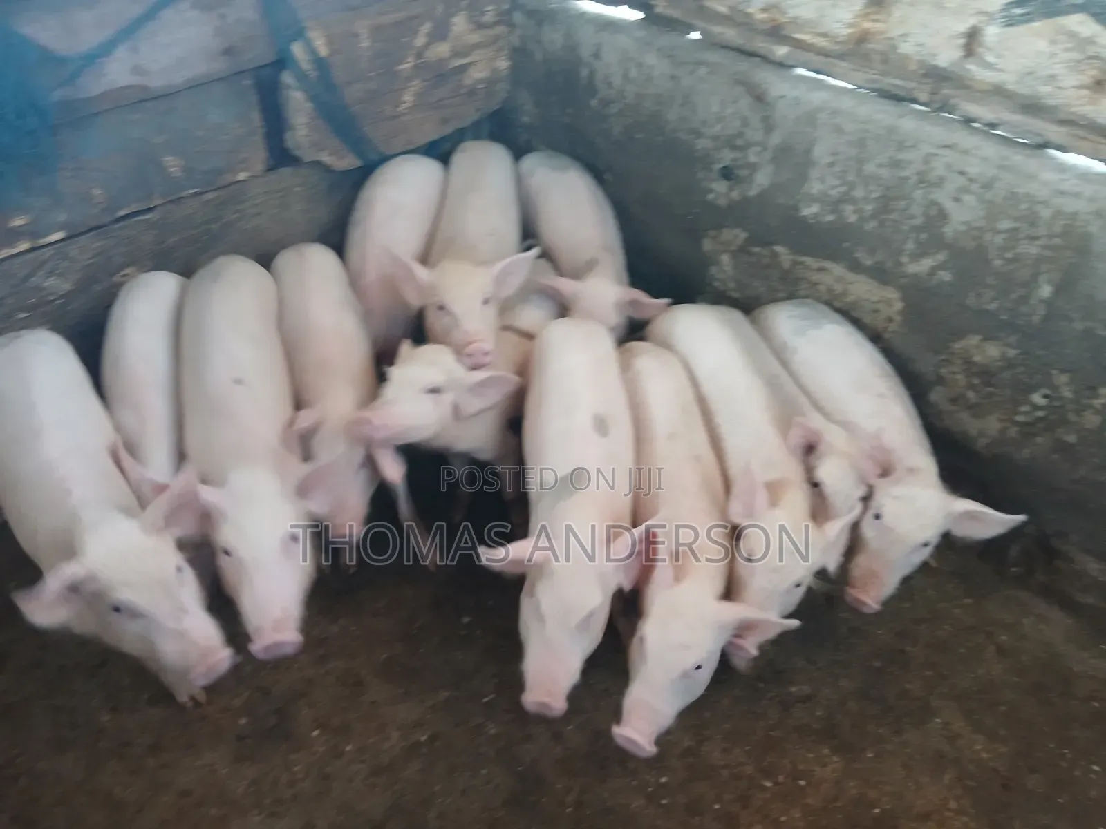 Pigs For Sale