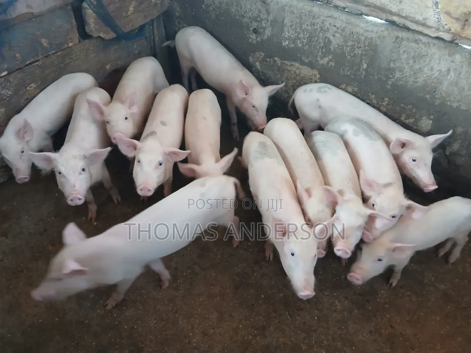 Pigs For Sale