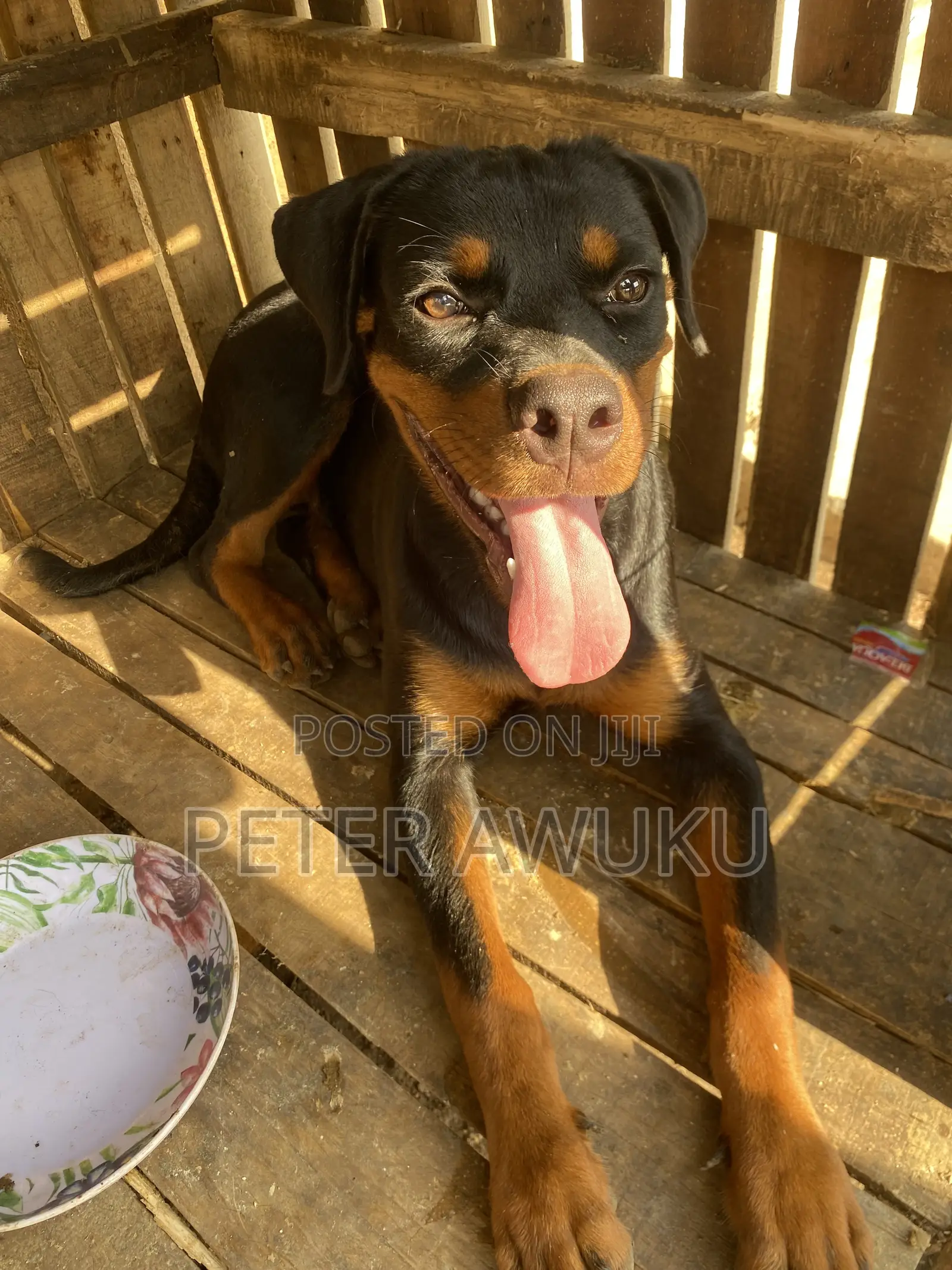 6-12 months Female Purebred Rottweiler