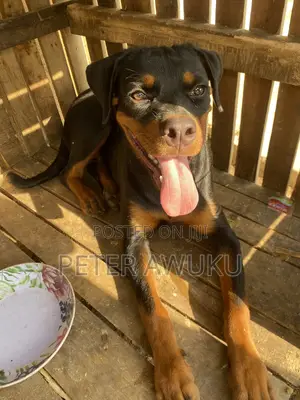 6-12 months Female Purebred Rottweiler