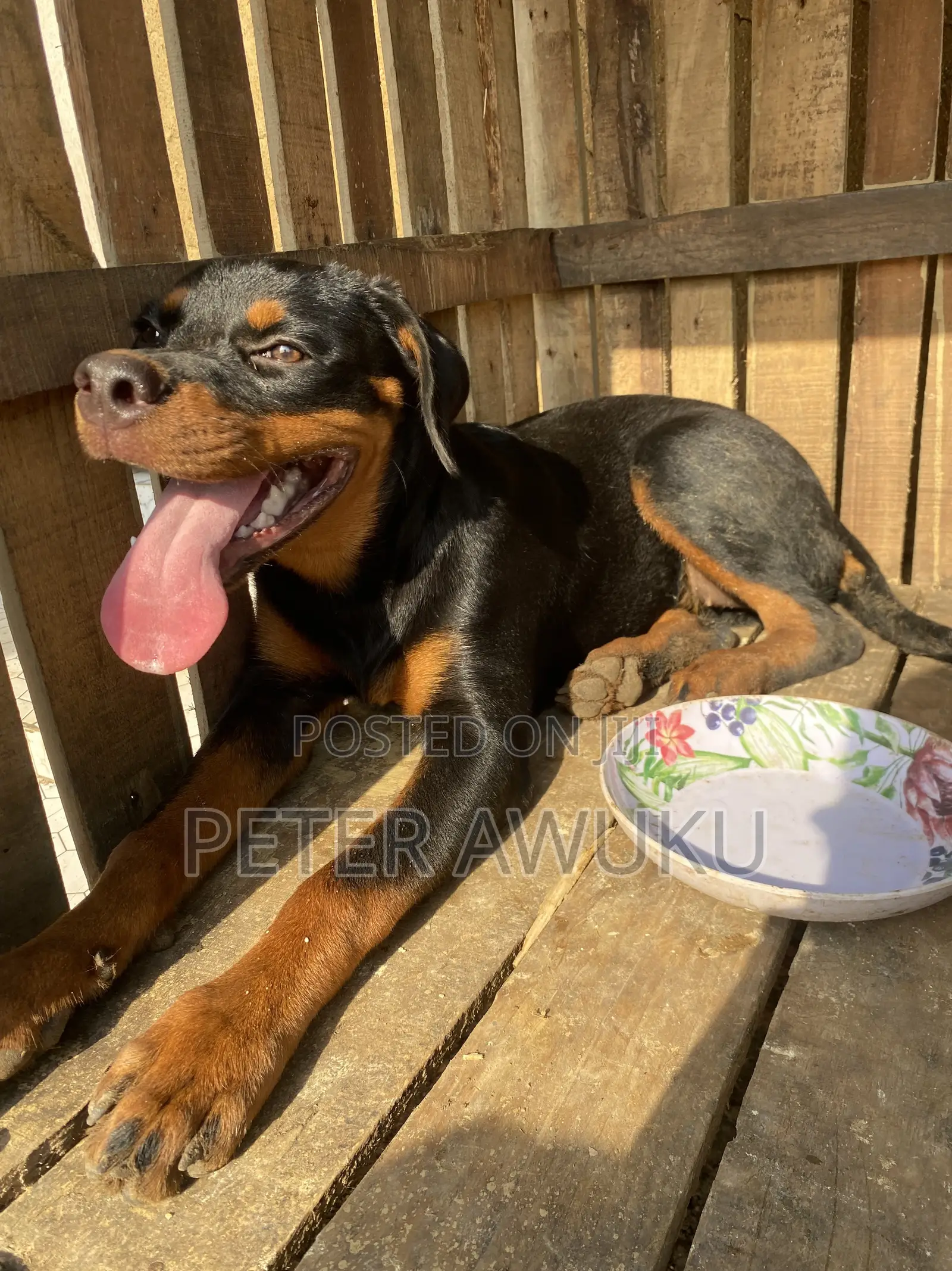 6-12 months Female Purebred Rottweiler