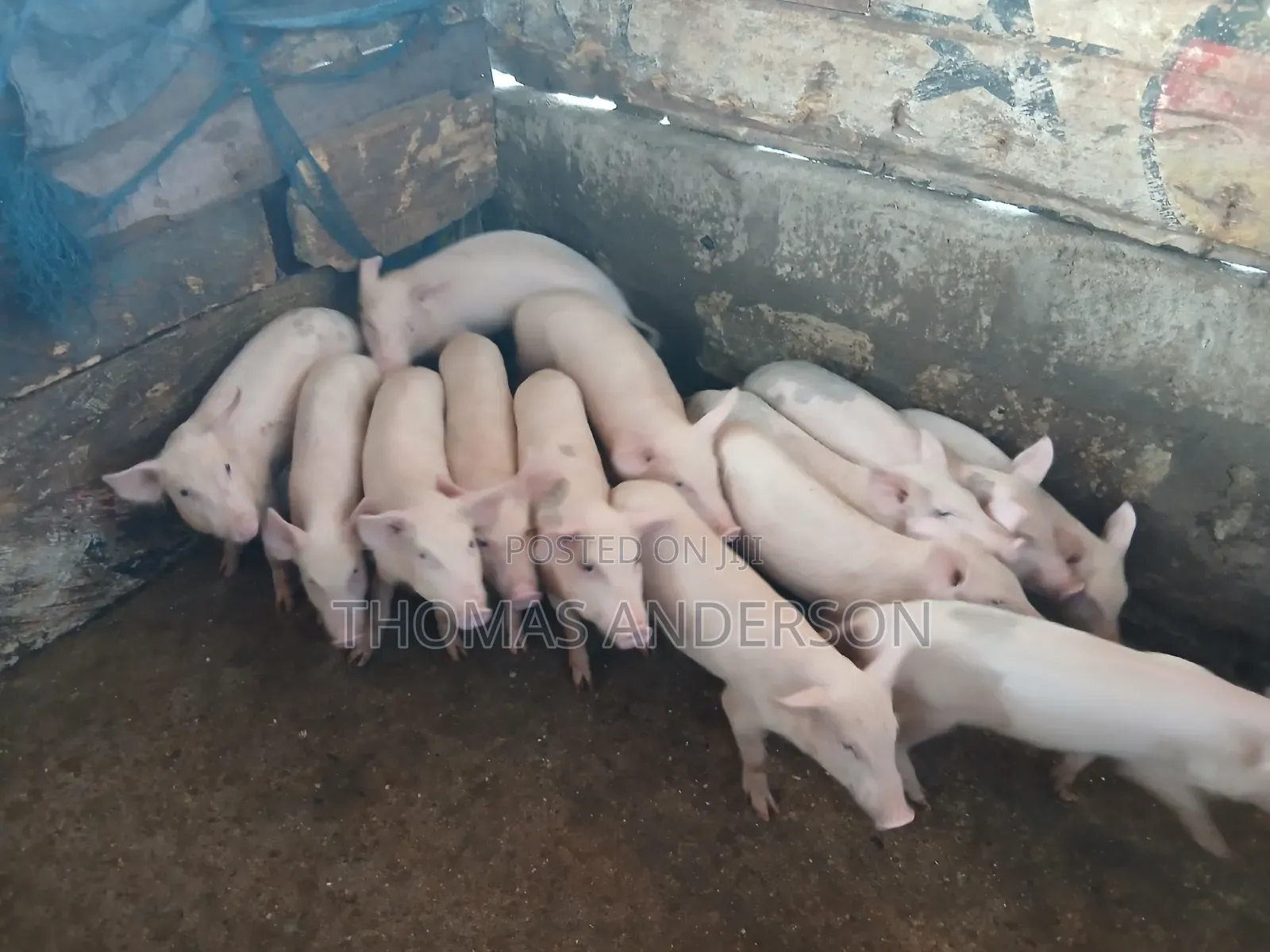 Pigs For Sale