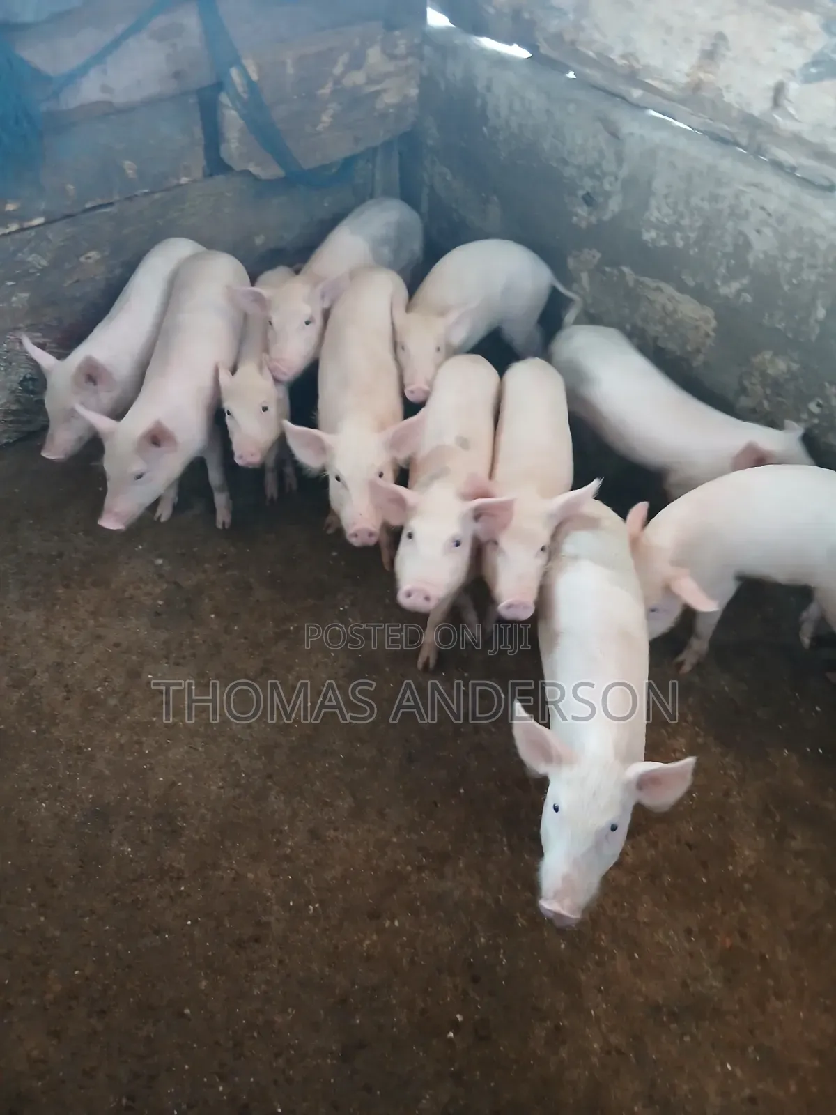 Pigs For Sale