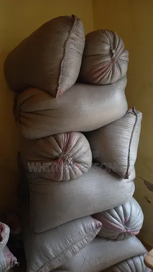 Corn for Sale