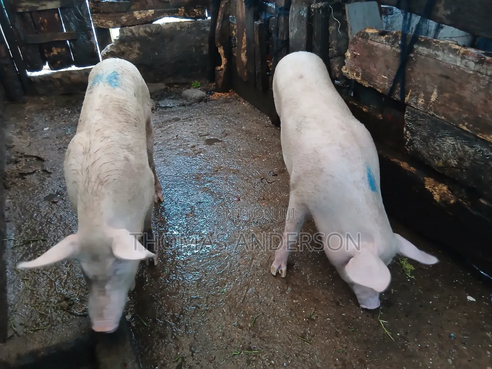 Pigs For Sale
