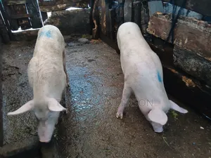 Pigs For Sale