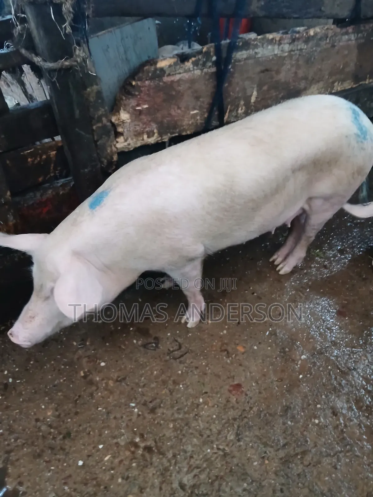 Pigs For Sale