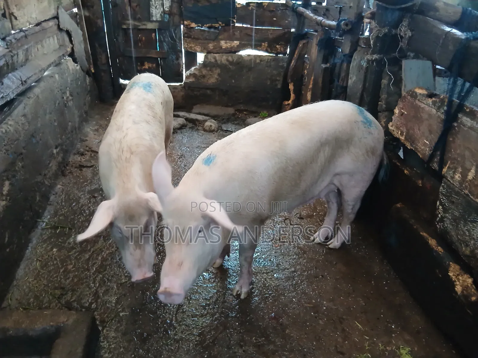 Pigs For Sale