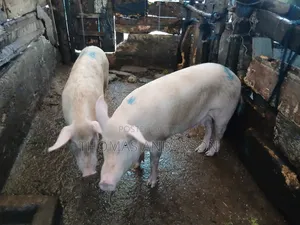 Pigs For Sale