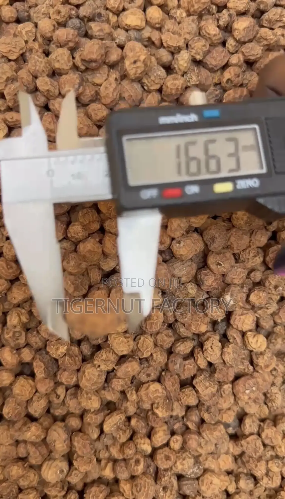 Industrial-Grade Raw Tigernuts for Processing