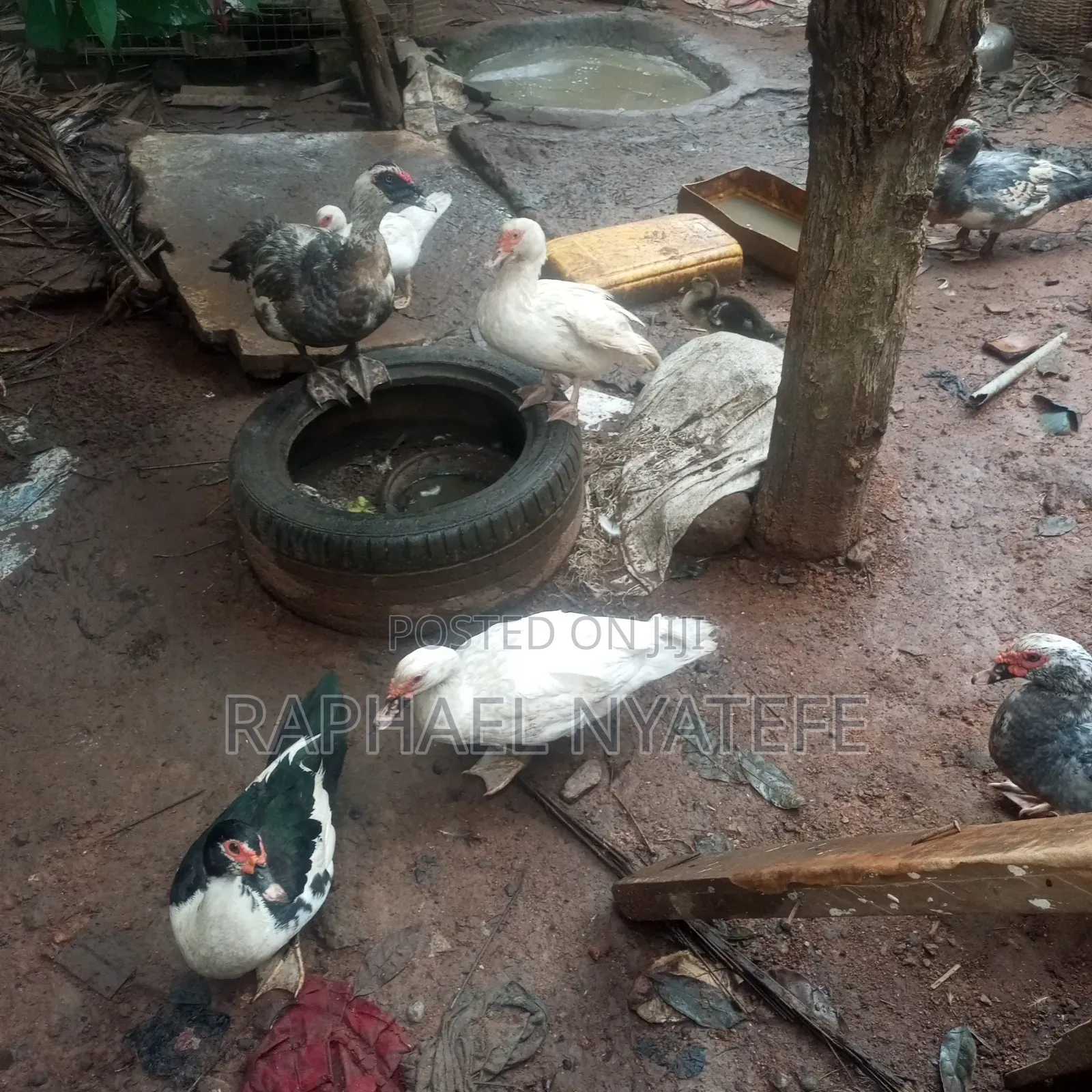 Healthy Duck on for Sale