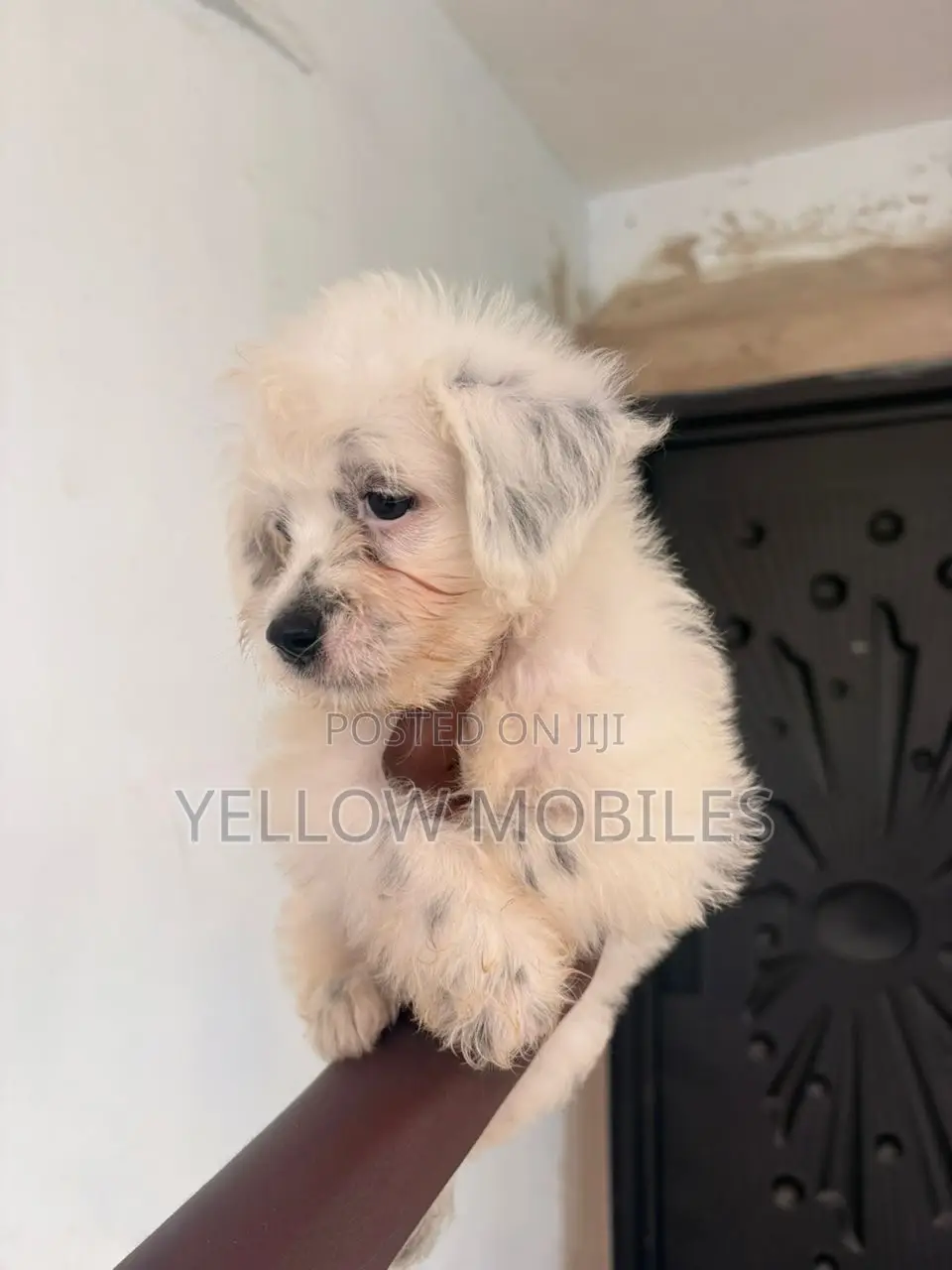 1-3 months Male Purebred Poodle