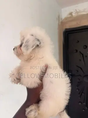 1-3 months Male Purebred Poodle