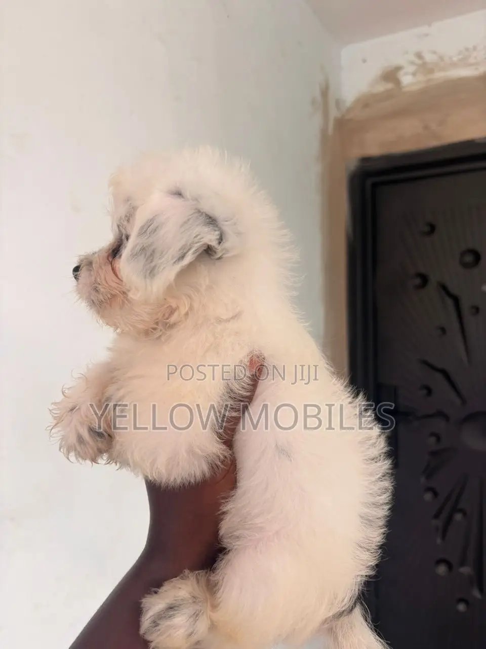 1-3 months Male Purebred Poodle