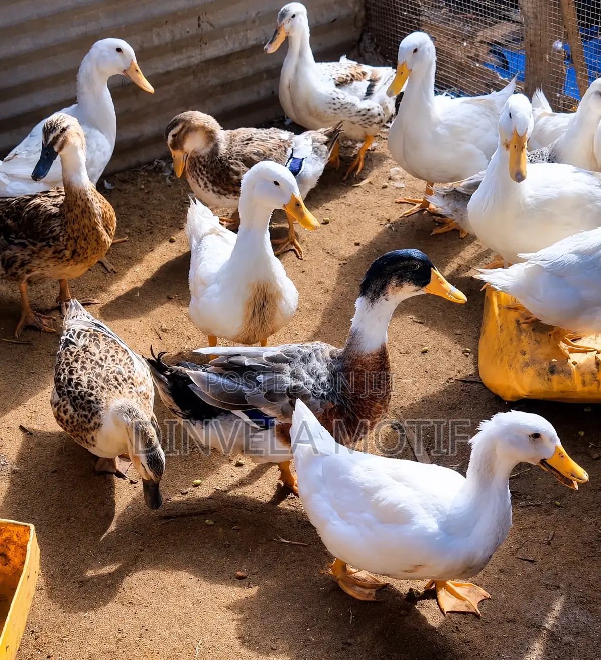 Foreign Ducks- Jumbo Pekins, Rouens and Applesyards