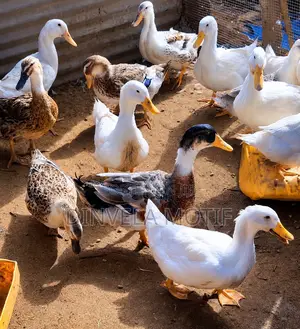 Foreign Ducks- Jumbo Pekins, Rouens and Applesyards