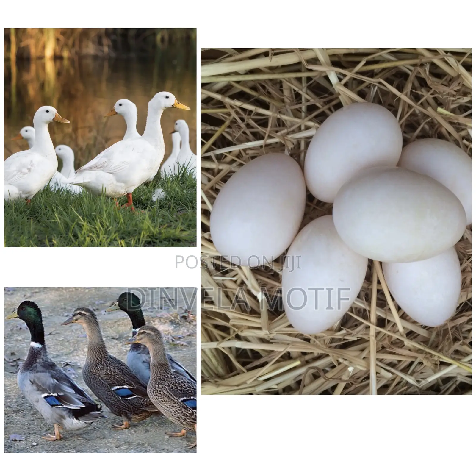 Foreign Duck Eggs