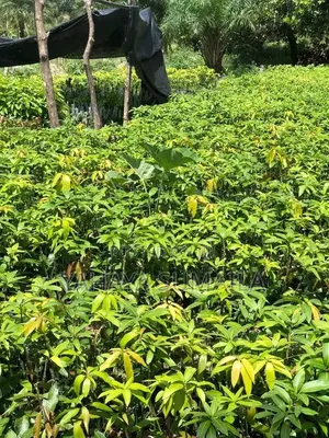 Mango Seedlings Available