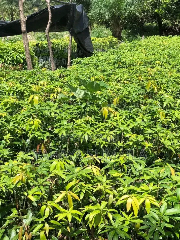 Mango Seedlings Available