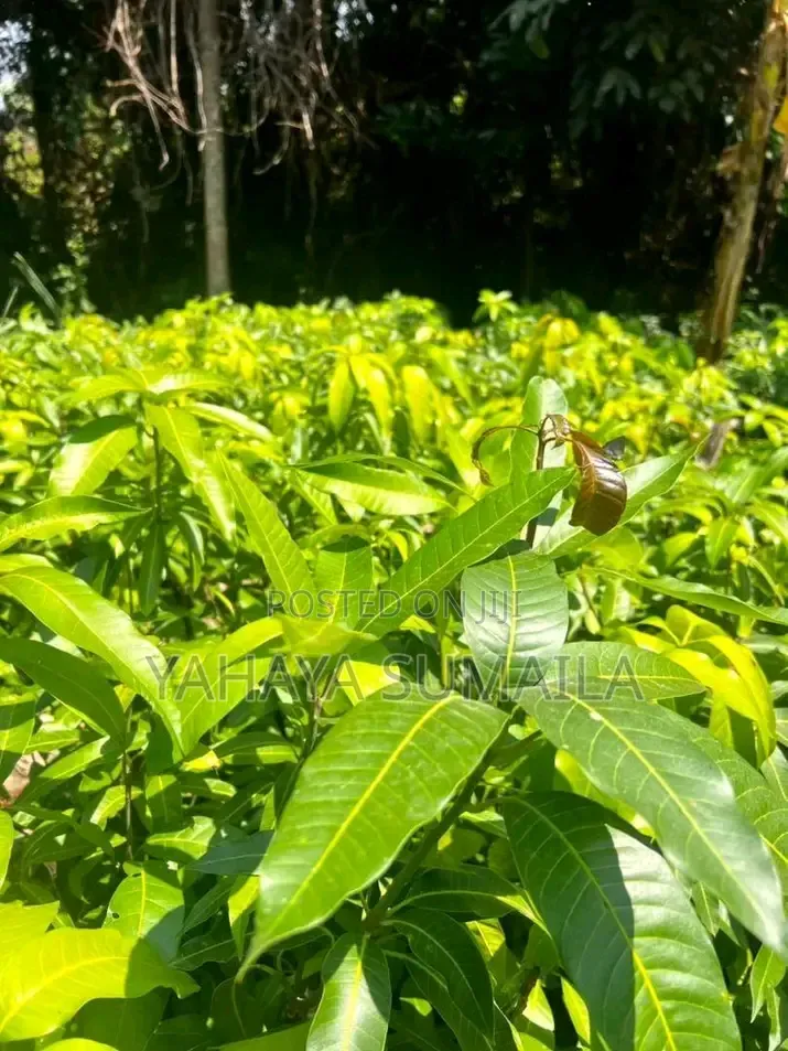 Mango Seedlings Available