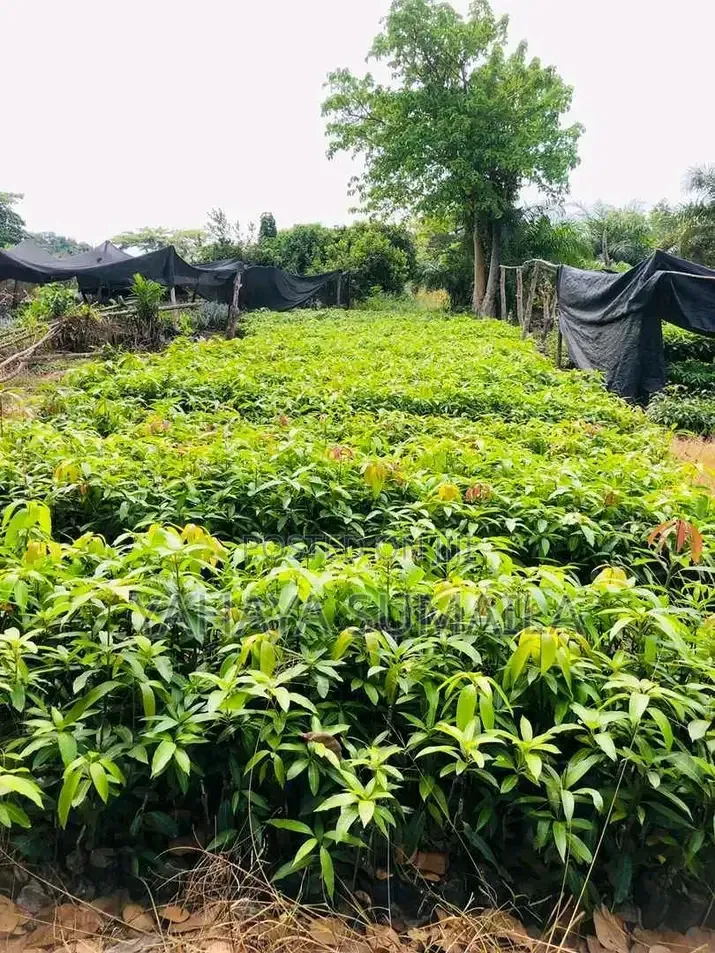 Mango Seedlings Available