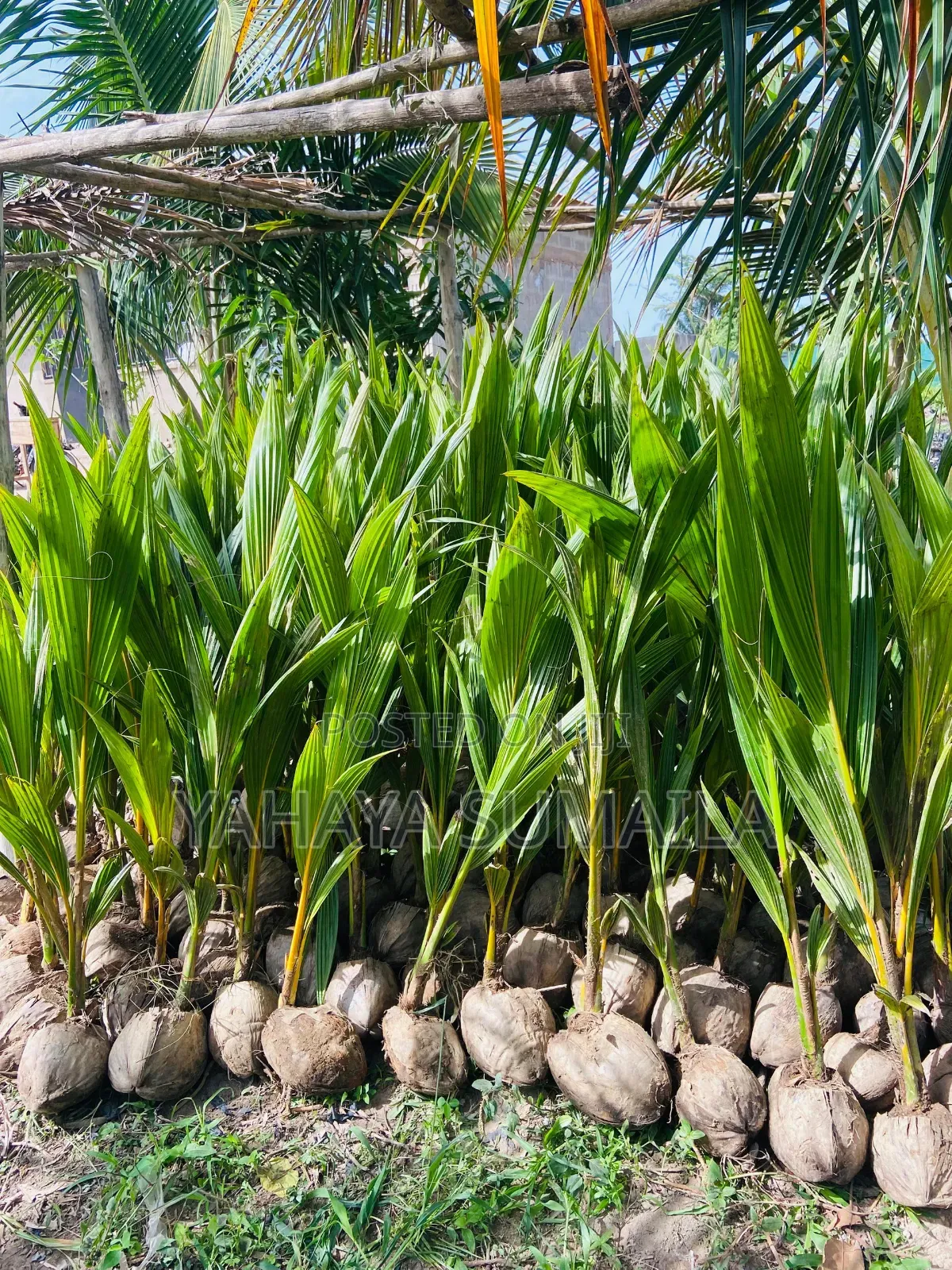 Mango Seedlings Available