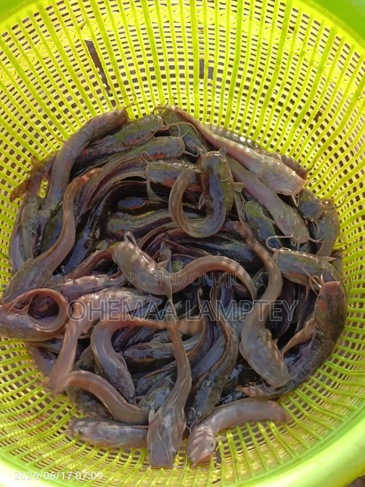 Catfish Fingerlings to Jumbo Size Available