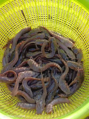 Catfish Fingerlings to Jumbo Size Available