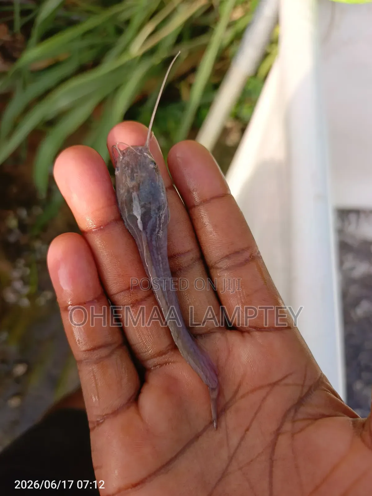 Catfish Fingerlings to Jumbo Size Available